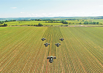 大豆二遍中耕全面展开